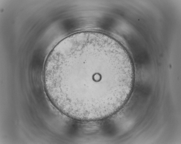 X0000070361338200606091022