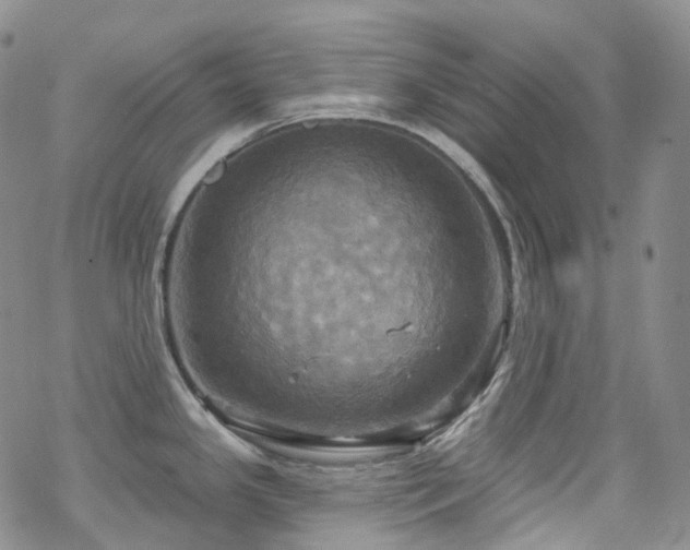 X0000070361341200606091022