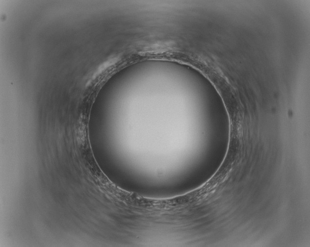 X0000070361350200606091021