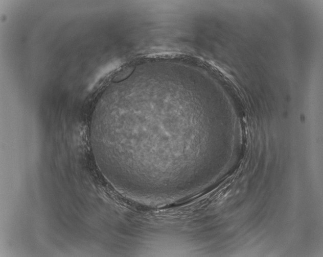 X0000070361351200606091021