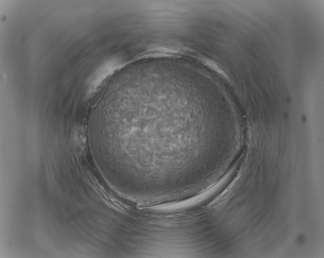 X0000070361355200606091021