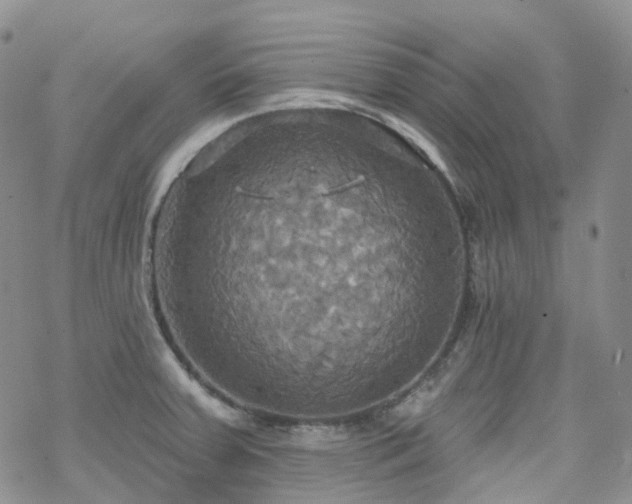 X0000070361379200606091021