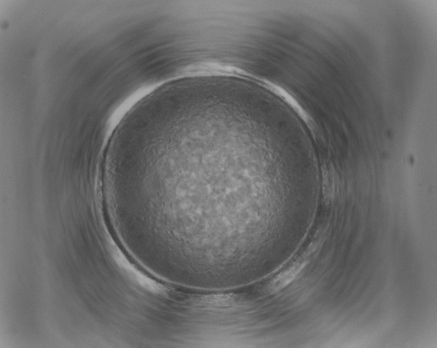 X0000070361387200606091020