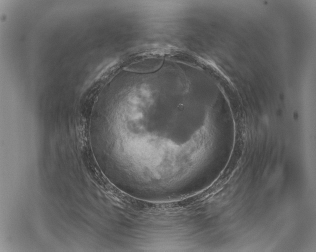 X0000070361399200606091020