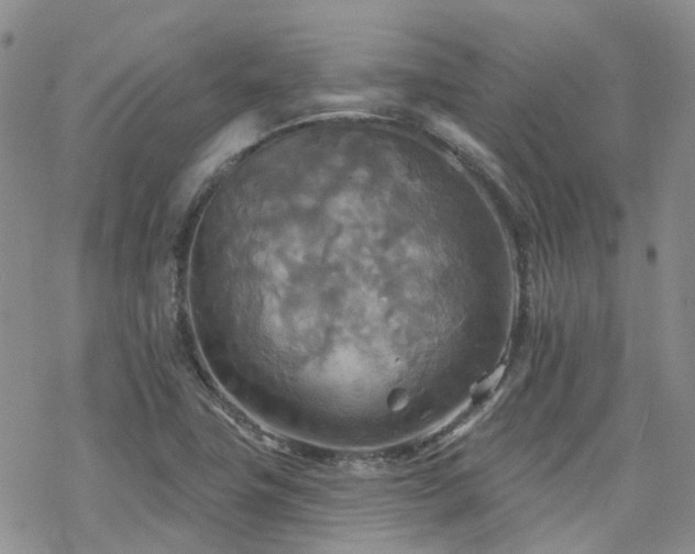 X0000070361411200606091020