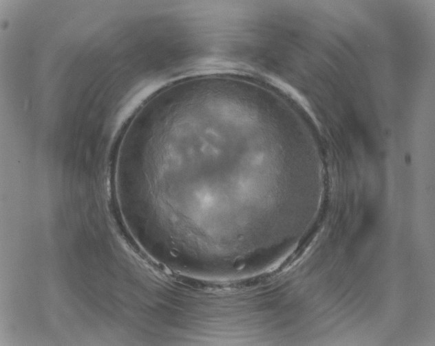 X0000070361415200606091020