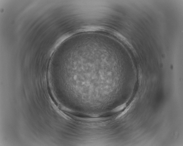 X0000070361417200606091020