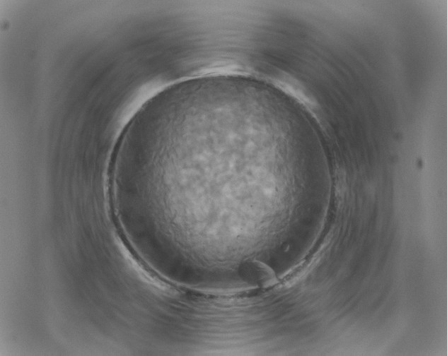 X0000070361423200606091020