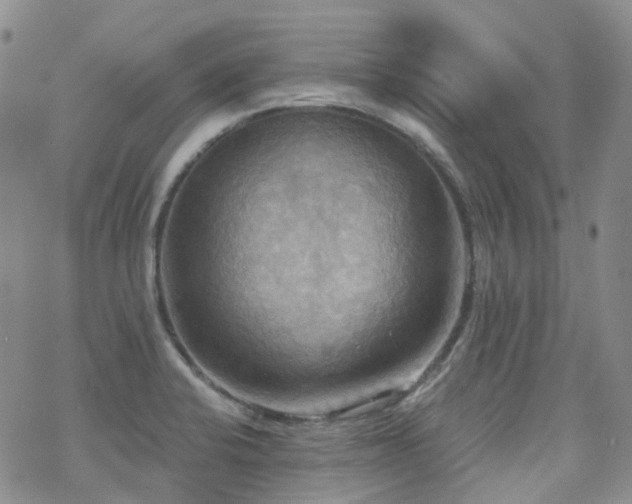 X0000070361424200606091020