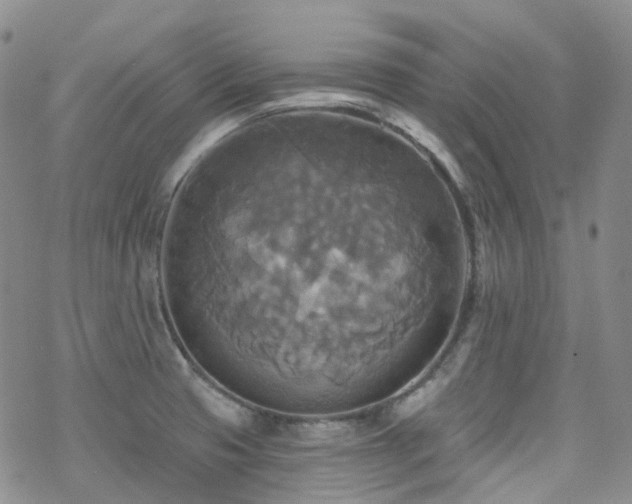 X0000070361425200606091020