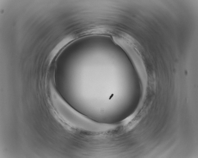 X0000070361426200606091020