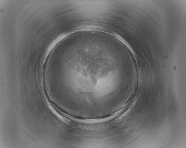 X0000070361437200606091020