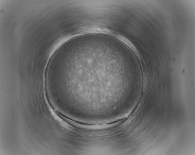 X0000070361439200606091020