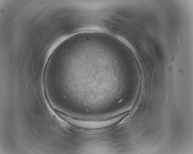 X0000070361440200606091020