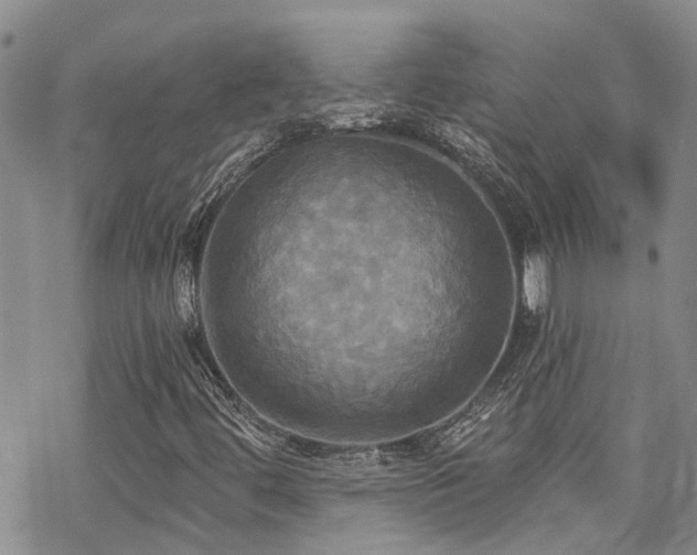 X0000070361444200606091020