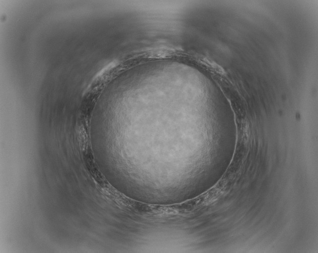 X0000070361446200606091019