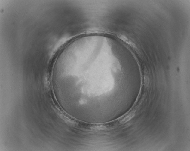 X0000070361454200606091019