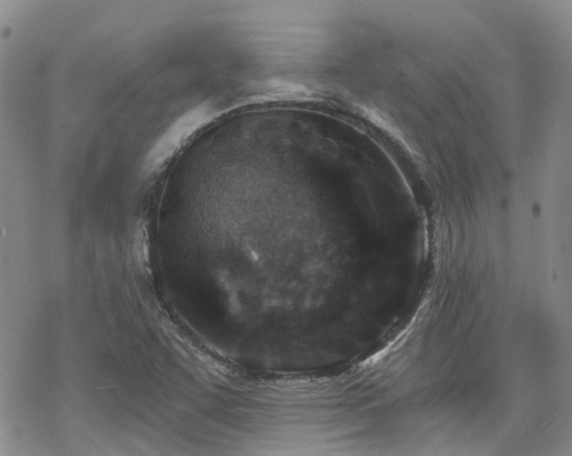 X0000070361455200606091019