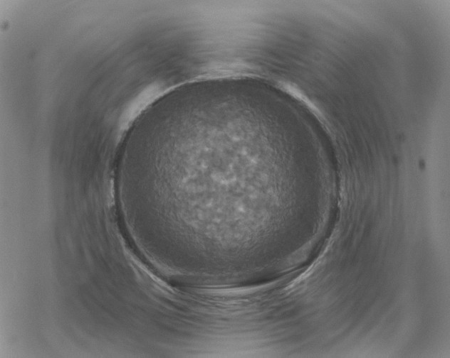 X0000070361459200606091019