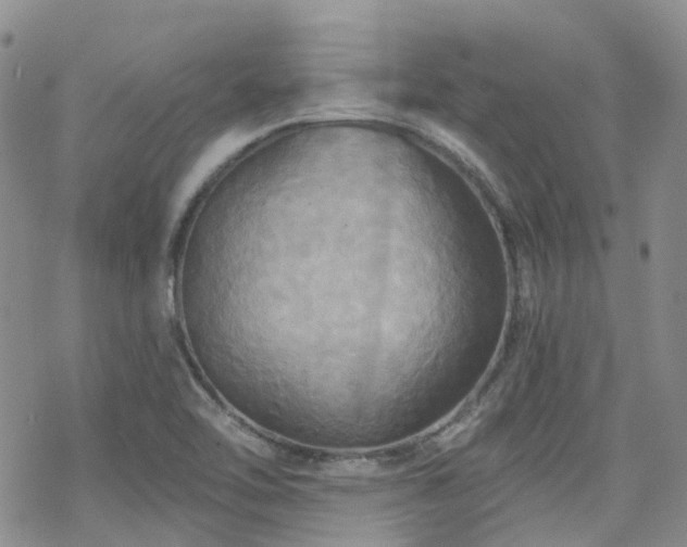 X0000070361462200606091019