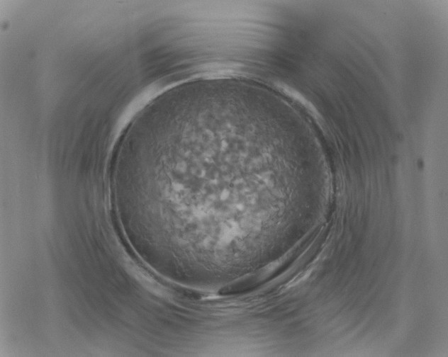 X0000070361467200606091019