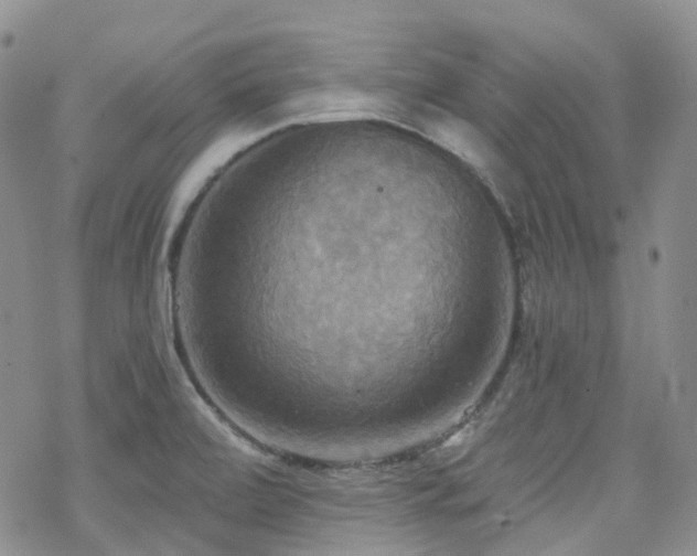 X0000070361472200606091019