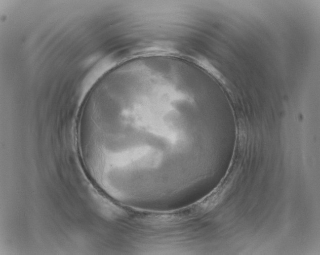 X0000070361474200606091019