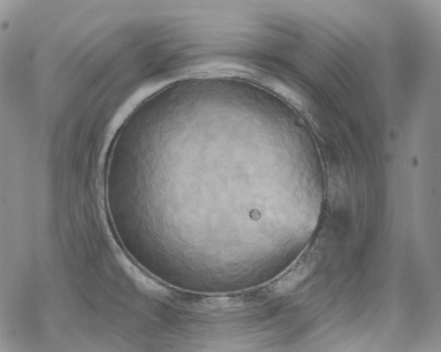 X0000070361478200606091019