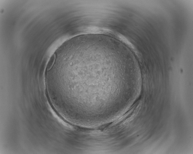 X0000070361479200606091019