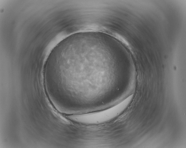 X0000070361480200606091019