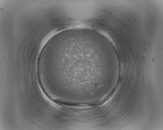 X0000070361483200606091019