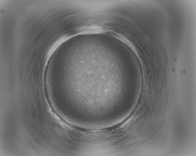 X0000070361488200606091019