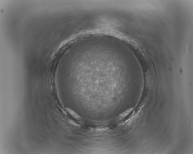 X0000070361494200606091018