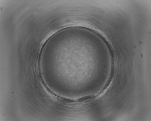 X0000070361513200606091018