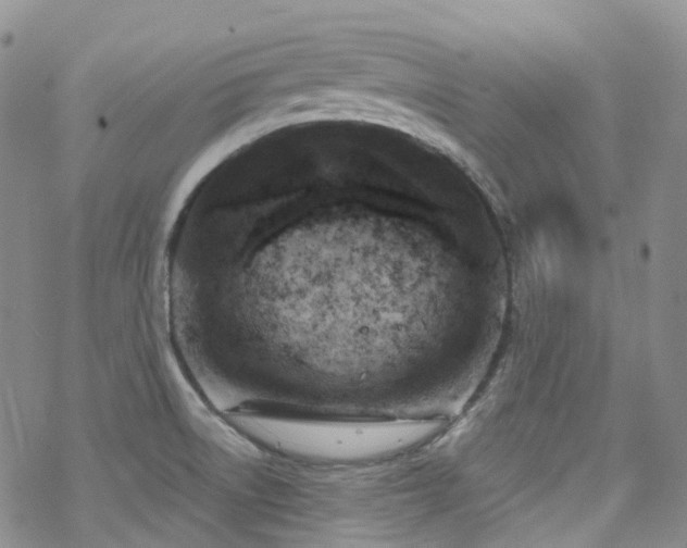 X0000070361522200606091019