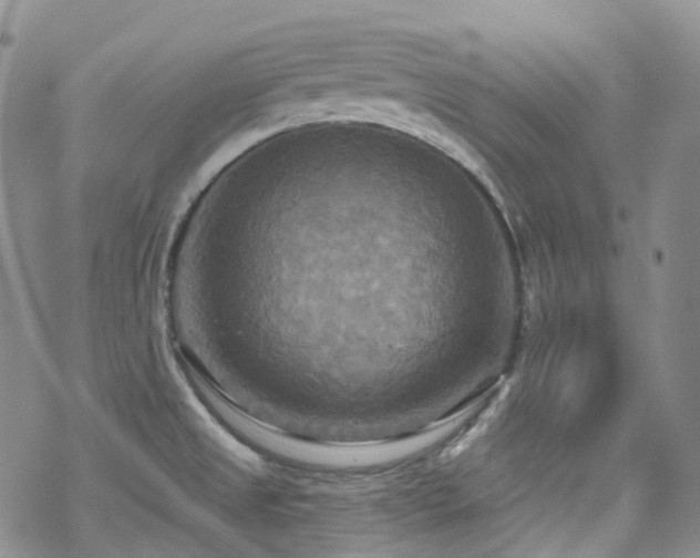 X0000070361525200606091019