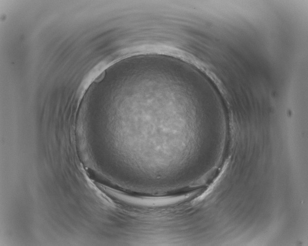 X0000070361529200606091019