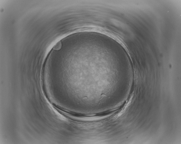 X0000070361533200606091019