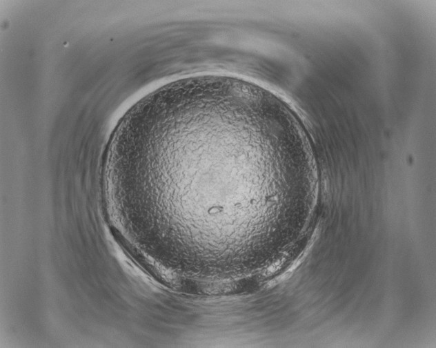 X0000070361534200606091019