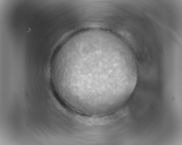 X0000070360016200606121221