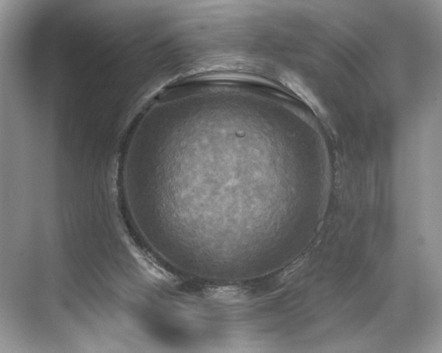 X0000070360058200606121220