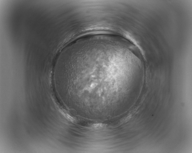 X0000070360153200606121218