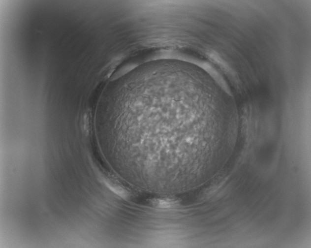 X0000070360165200606121218