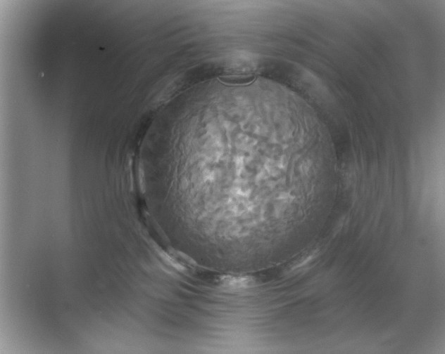 X0000070360185200606121219