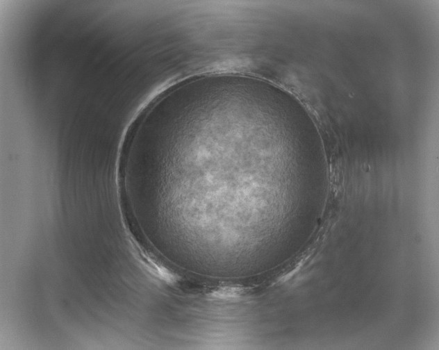 X0000070360196200606121218