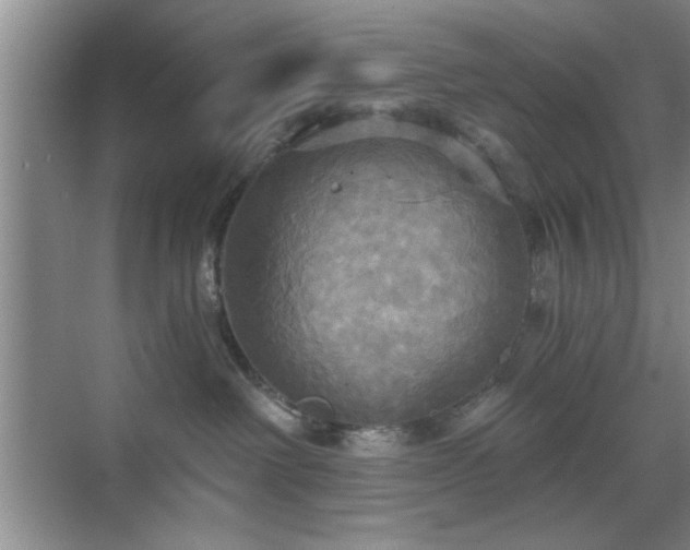 X0000070360238200606121217