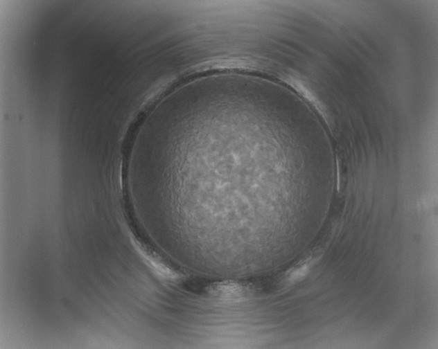 X0000070360253200606121217