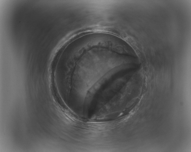 X0000070360295200606121216