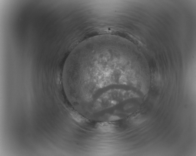 X0000070360331200606121216