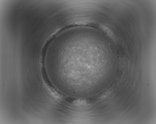 X0000070360354200606121215